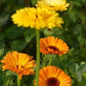 flowers, marigolds, calendula, petals, stem, beautiful flowers, flower background, flower wallpaper, nature, flora, botany
