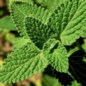 Vivid close-up of green catnip leaves, showcasing texture and vibrant foliage.