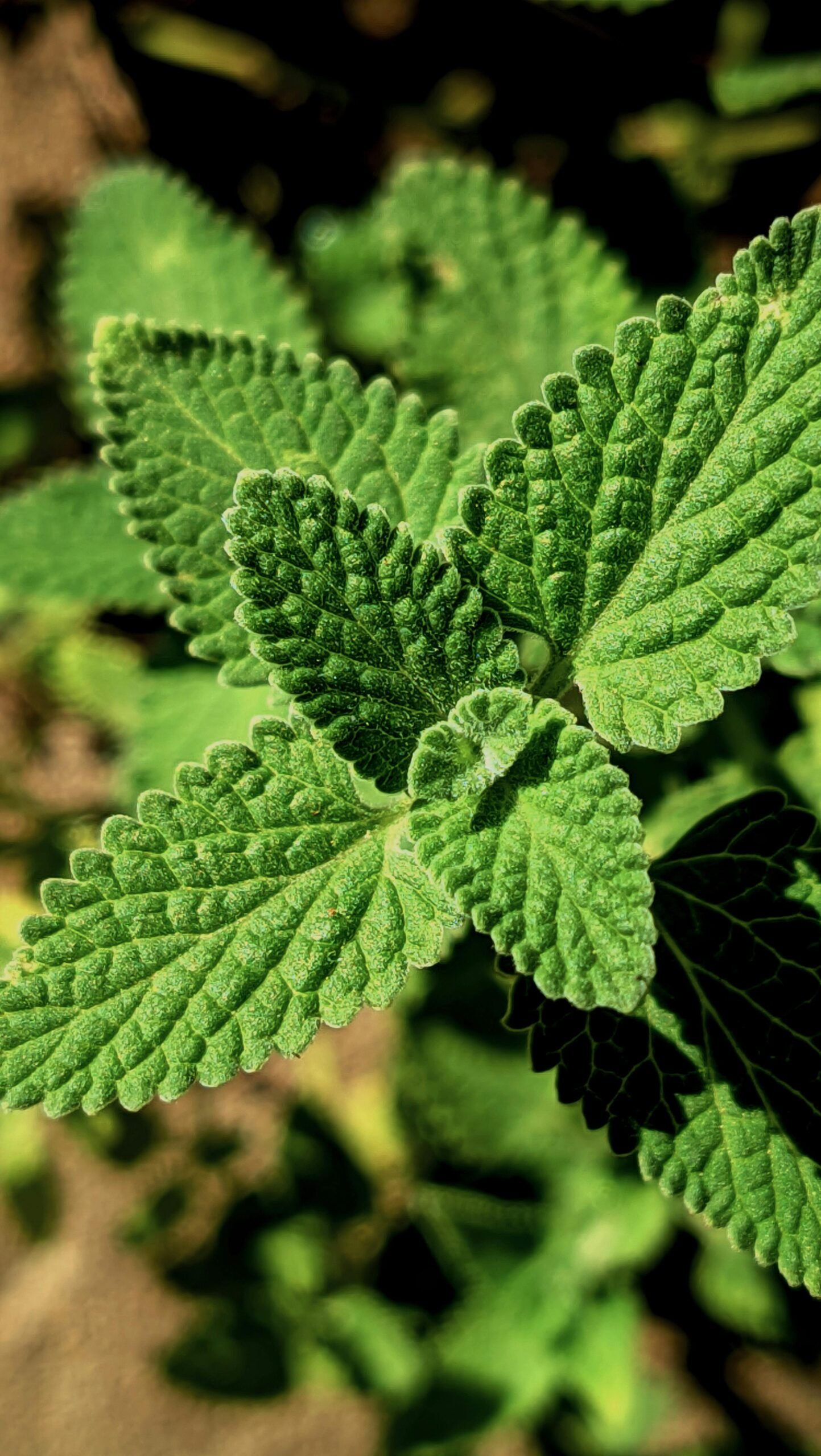 Vivid close-up of green catnip leaves, showcasing texture and vibrant foliage.