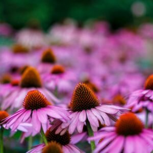 Blooming purple coneflowers with vibrant petals in Passau, Germany garden.