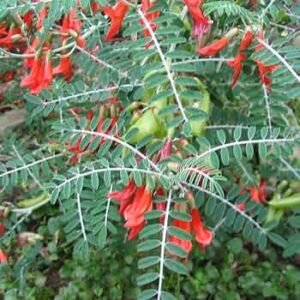 Cancer Bush (Sutherlandia frutescens) 20 seeds