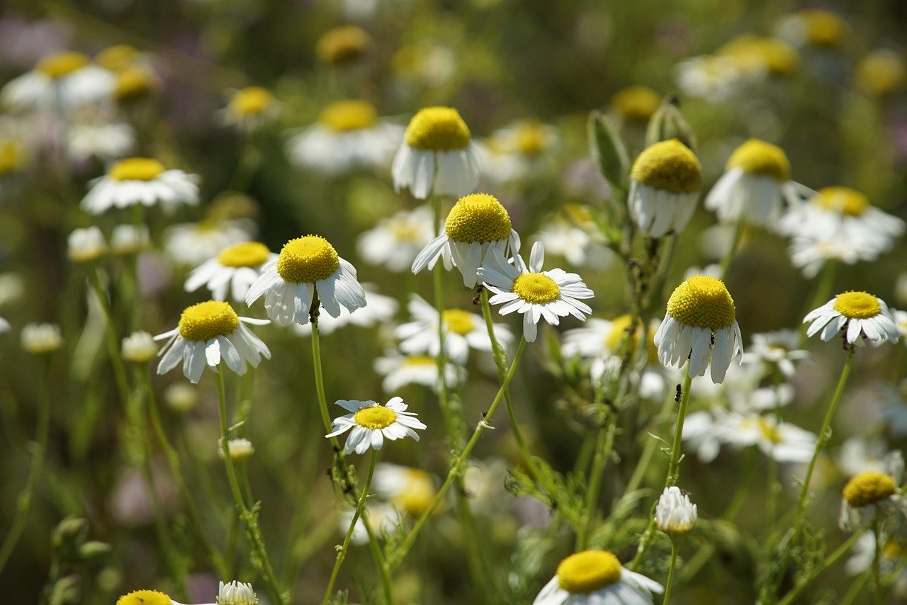 mayweed, flowers, plant, chamomile, anthemis, white flowers, petals, flower wallpaper, bloom, beautiful flowers, flower background, wildflowers, nature, botany