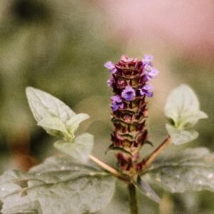 Close-up of a vibrant purple flower in a natural green setting, perfect for nature enthusiasts.